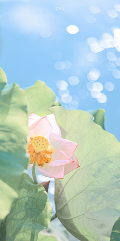 心灵治疗师采集到唯美花朵