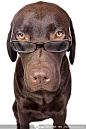 带眼镜的狗狗高清图片