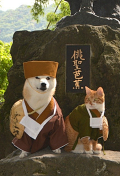 骆驼渣采集到猫