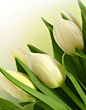 #摄影#  #郁金香#  #微距#
Фото Белые бутоны тюльпанов