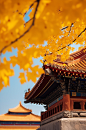 AI数字艺术唯美秋季故宫枫叶银杏摄影图片