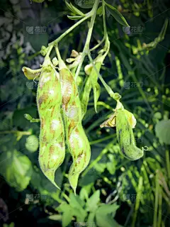 红辣椒,豆荚,刚夹豆,小黄扁豆,马哈拉施特拉邦,自然,垂直画幅,无人,生食,豆科植物