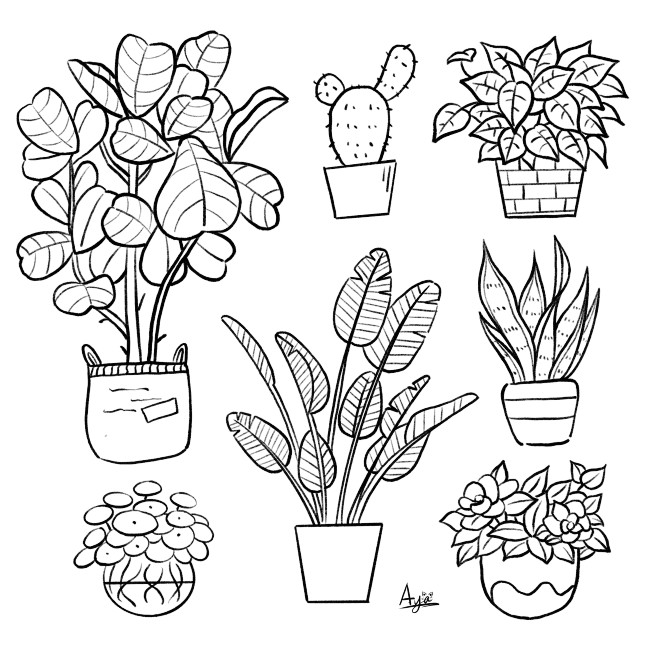 室内植物1