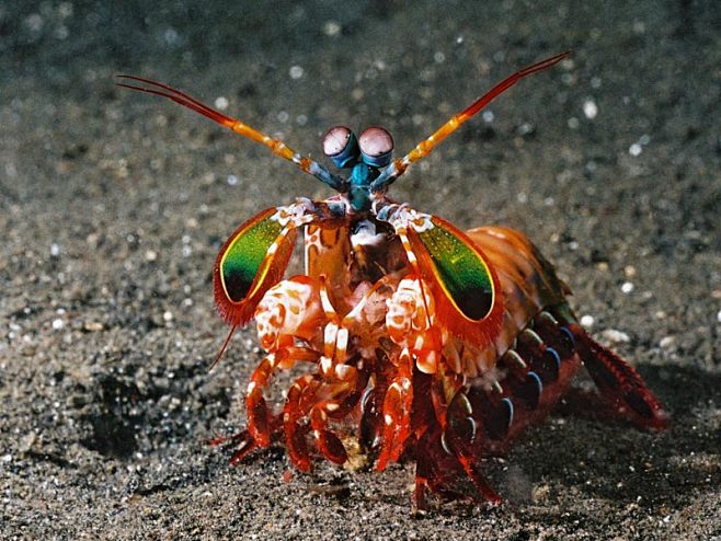 Mantis Shrimp by yaq...