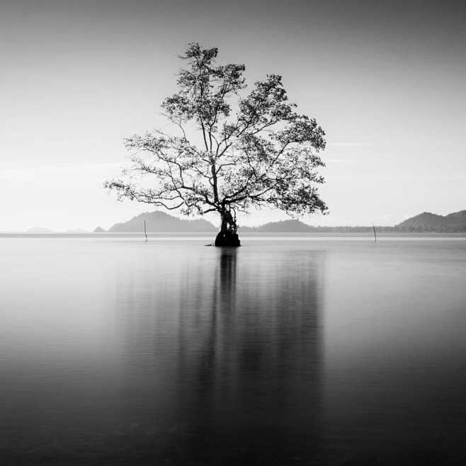 Lone Tree (Black and...