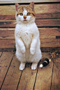 pagewoman:

Beautiful Cat :)

