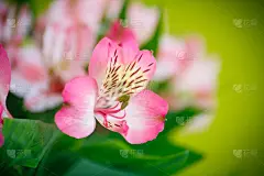 花束,六出花,自然美,美,贺卡,水平画幅,夏天,生日,特写,明信片