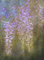 桜花雪月