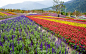 台湾花东花海后山花园:花莲彩色花毯   