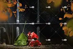 自然 花壁纸 花园 芙蓉 景观 花卉背景 美丽的花朵 花