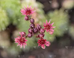 常见的顶生花，也被称为母鸡和小鸡