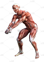 3d 渲染男性解剖图上白色
