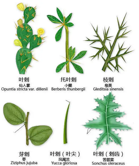 史上最全植物形态图解，辨别植物不复杂叶刺↓图片_科技活动素材图片素材-花瓣网