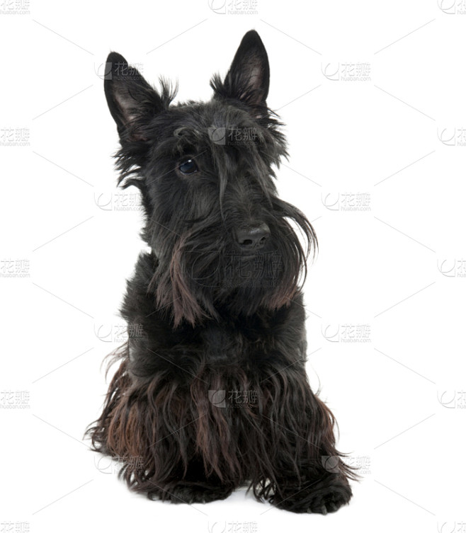 苏格兰粗毛猎狐犬,16岁到17岁,月,过时的,纯种犬,梗犬,背景分离,肖像,狗,坐