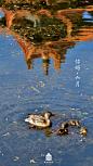 紫禁城【二〇一九年•六月•生灵】“池满浮雏鸭” 照片取自@故宫博物院