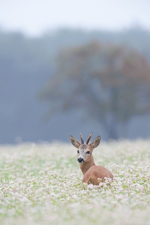 Deer