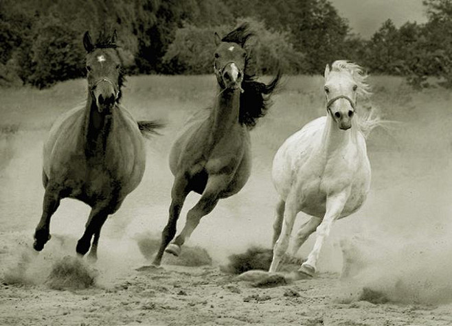 35张关于马的摄影照片 | 创意悠悠花园