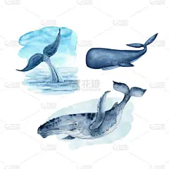 一组蓝色大鲸鱼的水彩画。粉刷在白色背景上的手.