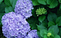 好看的紫色花丛图片第_360图片