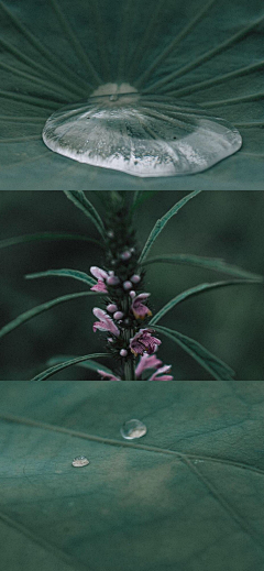宁馨郁金香采集到彼时,阳光微淡,岁月静好