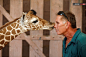 当地时间2016年8月30日，以色列拉马特甘，萨法里动物园的管理员为一只5岁大的长颈鹿喂奶，收获一枚吻。视觉中国 (2048×1363)
