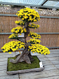 Large yellow flowering Bonsai.
#盆景#