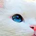 小渣一百斤