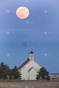 粉红色的望月