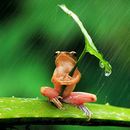 惊！树蛙撑“伞”挡雨照竟是摆拍_乐活频道...