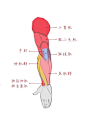 手臂骨骼及肌肉结构 - 小红书