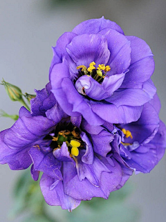 劭氚采集到素材 蓝紫色花