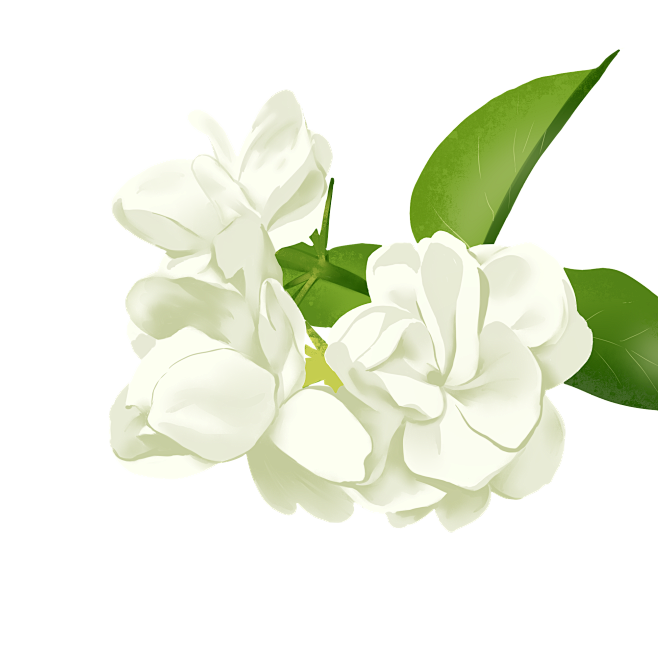 茉莉