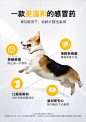 爪爪博士宠物猫咪感冒药狗狗流鼻涕喷嚏犬窝咳嗽消炎专用药宠咳宁-tmall.com天猫