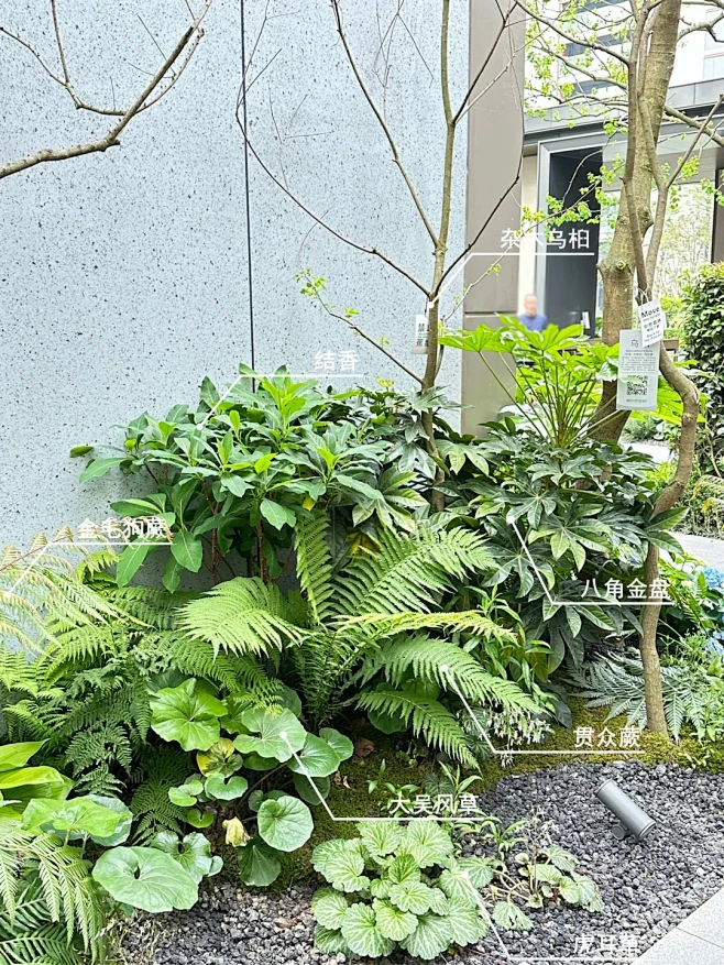 景观案例分享Vol.04｜杂木乌桕林下地被搭配 - 小红书-花瓣网