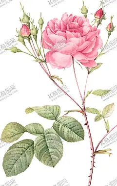 花卉素材 【酷图网】玫瑰,水彩,花,插画,月季花,花卉,花朵,玫瑰花,蔷薇花,花卉特写,水彩花卉,月季,水彩素材,花卉素材,植物,花草,一朵玫瑰