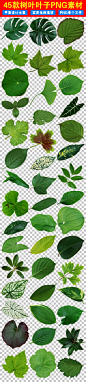 绿色大树叶植物绿色叶子免抠PNG素材