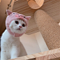 养猪专业户才能养出这样可爱的小猪