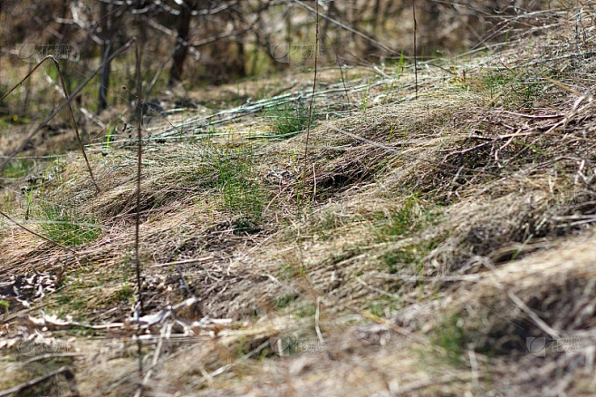 绿色的草从干燥的草中生长素材-花瓣网