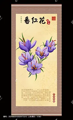 番红花插画
