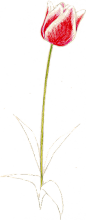 中澤季絵 : イラストレーター 中澤季絵（なかざわ きえ）Web site