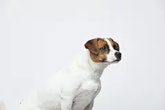 点击来源直接获取大图文件 |A greyish Jack Russell Terrier makes subtle expressions on a white background