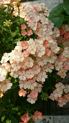 杏酥采集到花朵