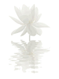 White Lotus Flower Reflections - Animated Gif | 相片擁有者 Bahman Farzad