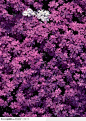 植物背景-迷人的紫色花朵