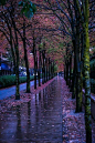 秋雨 Autumn rain.. by Mauricio R