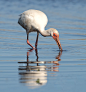 White Ibis - Белый Ибис : Photographer professional Etkind Elizabeth. White Ibis - Белый Ибис. American White Ibis -Белый Ибис Это среднего размера птица с белоснежным оперением, длинным загнутым книзу клювом красного цвета и участками красной неоперённой