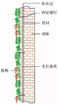 垂直绿化应用案例、方法、植物全解析，不得不看！