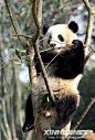 上海世博大熊猫