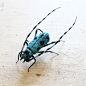 Embroidery longhorn beetle （Rosalia batesi ）フェルト刺繍立体昆虫ブローチ・ルリボシカミキリ by PieniSieni