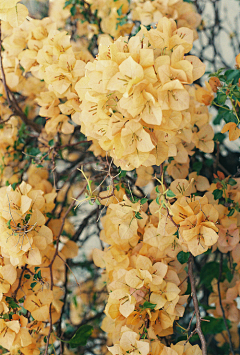 夏星梦采集到花——繁花似锦